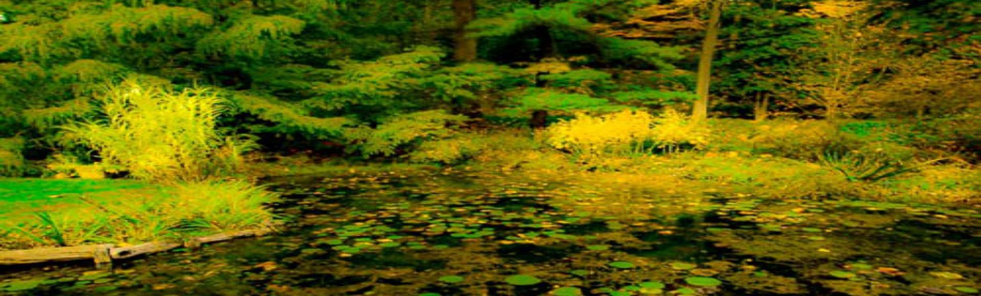 WEBSITE - Water Lillies - Buck Garden - Copy - Copy